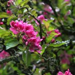 Pink flowers on the Malus shrub
