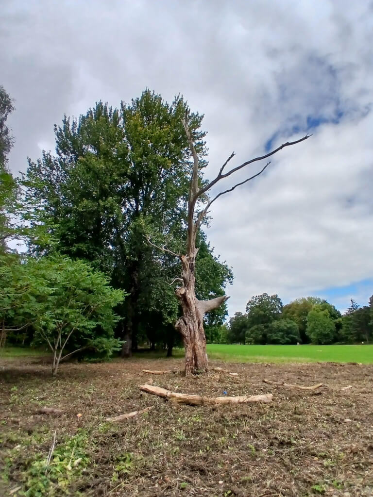 dead walnut tree trunk standing in Bute Park