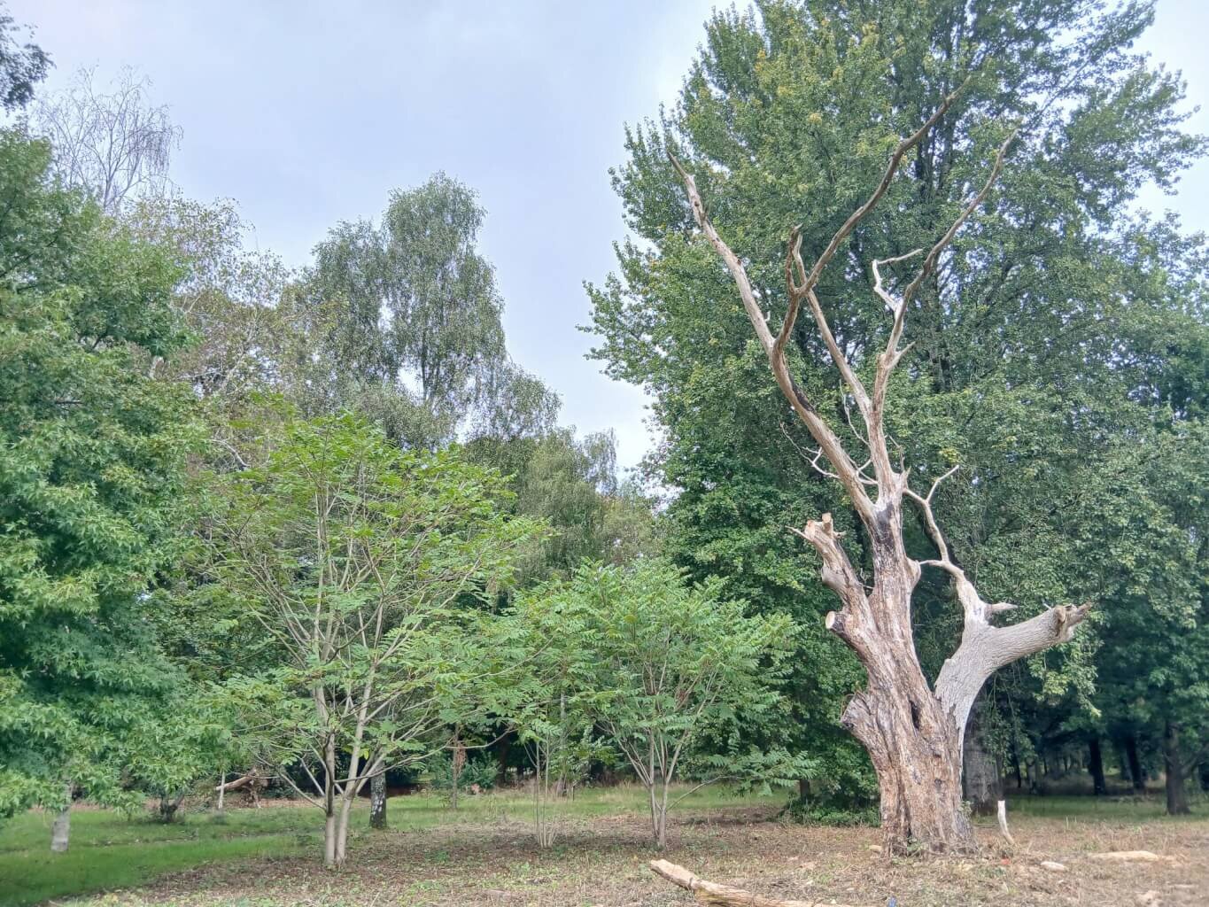 old dead walnut tree trunk in Bute Park with three young walnut trees close by