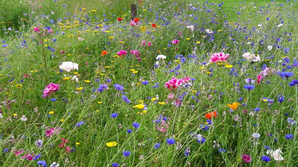 Bute Park - Bat Meadow