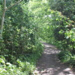Conservation work to improve Bute Park woodland to begin as part of National Forest status bid