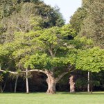 A Juglans cinerea tree, commonly know as butternut tree.