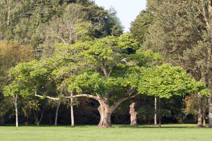 A Juglans cinerea tree, commonly know as butternut tree.