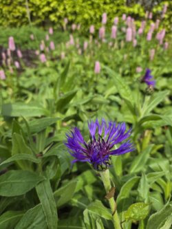 centurea montana cornflower up close with persicaria in the background