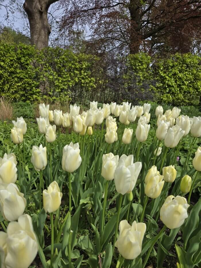 Cream Tulip flowers
