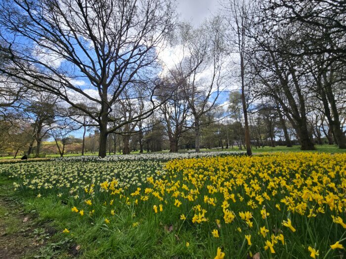 Thousands of daffodils in bloom