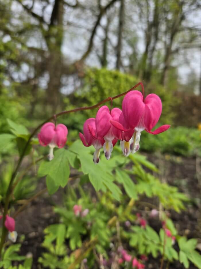 Dicentra spectabilis pink bleeding heart flowers