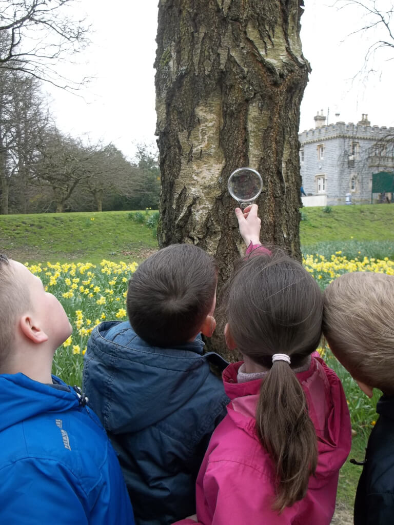 Education Magnifying the tree