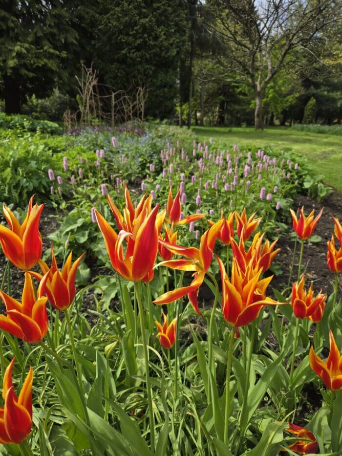 Lily flowered Tulips in yellow and red with Persicaria in the background