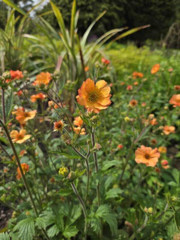 orange Geum flowers with green foliage around them
