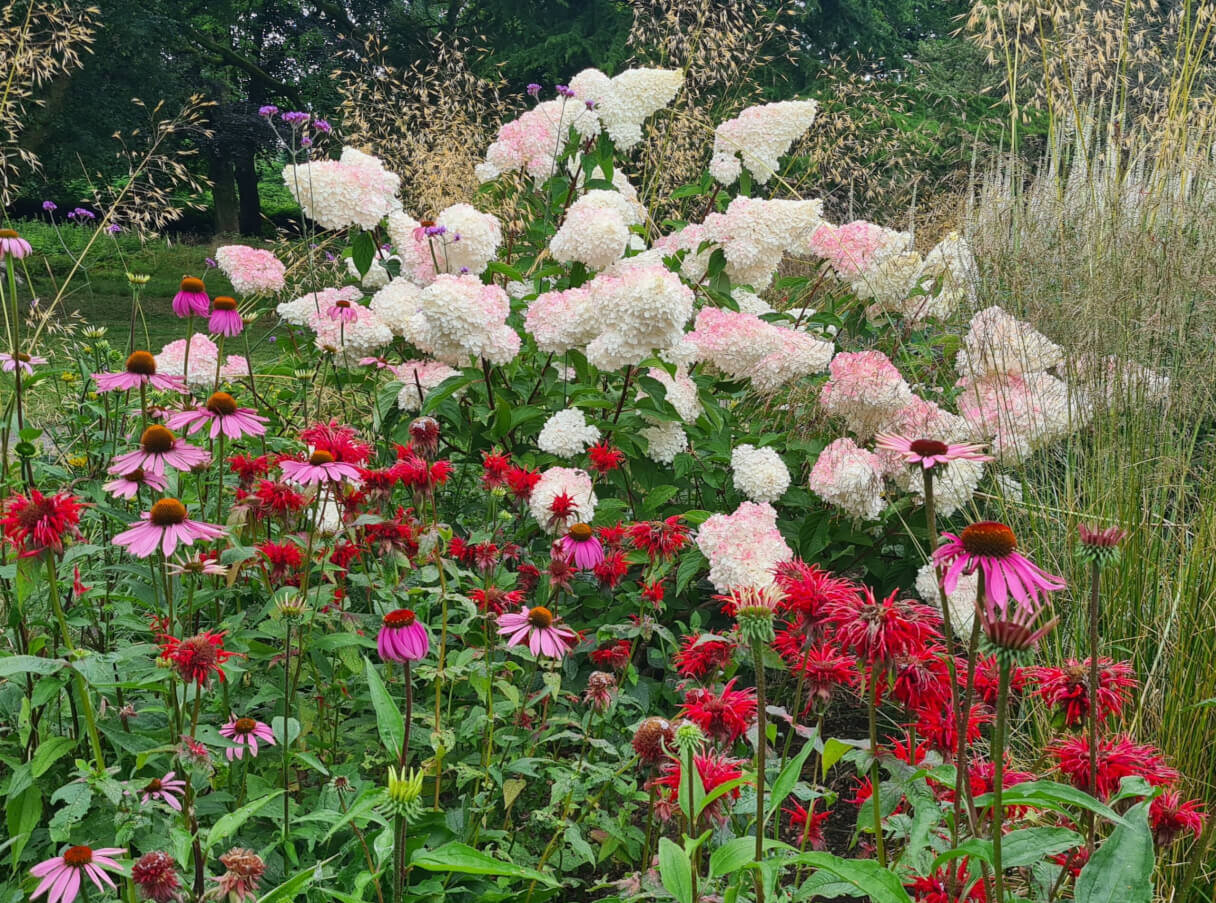 Hydrangea paniculata Friary hydrangea paniculata at Friary gardens