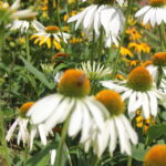 white echinacea flowers on a summer day