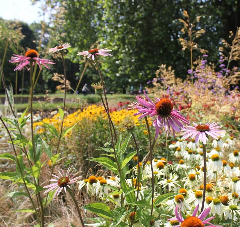 IMG_8349 flowers various colours in Bute park on a sunny day