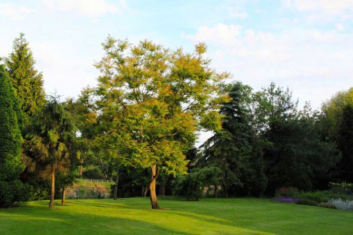 Photo of the Kentucky Coffee Tree