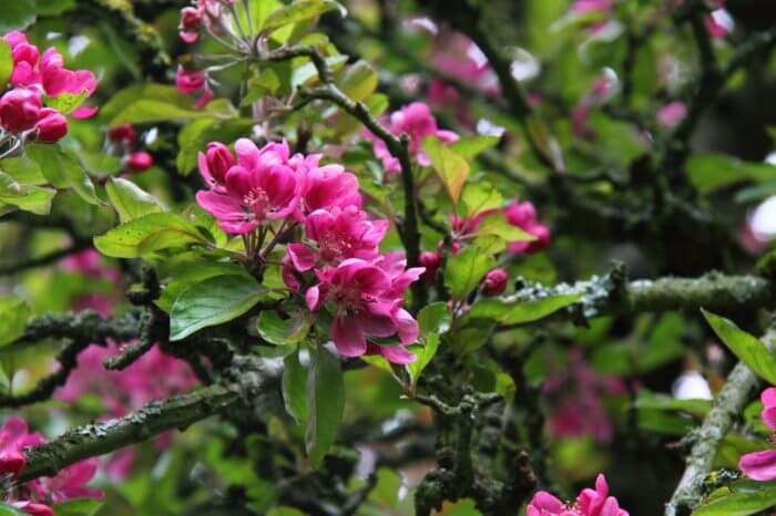 Pink flowers on the Malus shrub