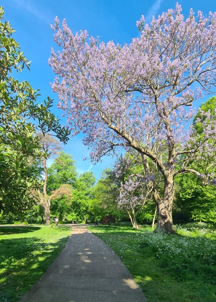 Paulownia tomentosa Foxglove tree full of purple flowers against a blue sky