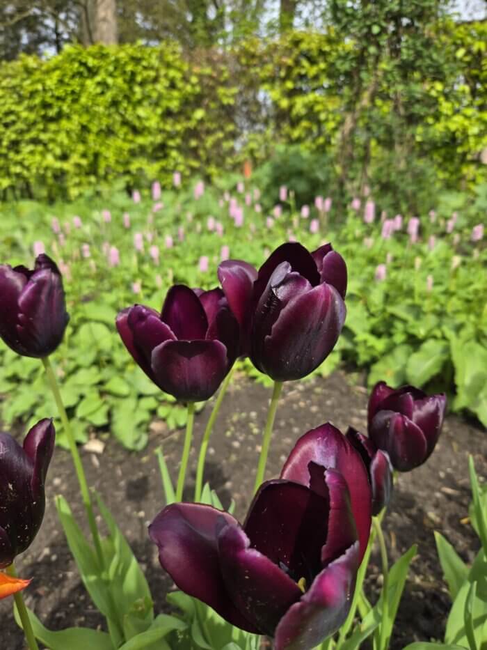 Purple Tulip flowers with Persicaria in the background
