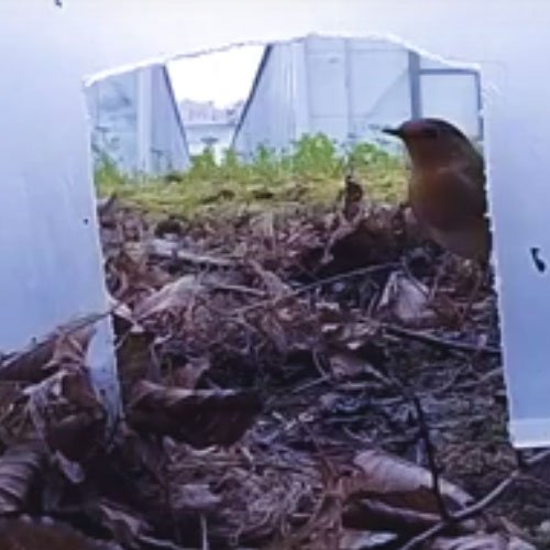 A robin caught on camera A robin caught on camera