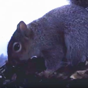 A close up of a squirrel sneaking away some food A close up of a squirrel sneaking away some food