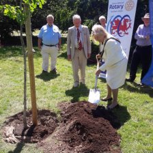 Councillor Dianne Rhys planting a new tree