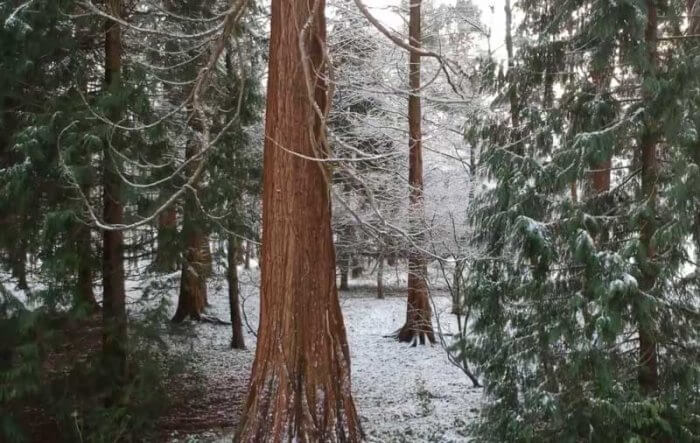 Evergreen trees from Bute Park in the Snow