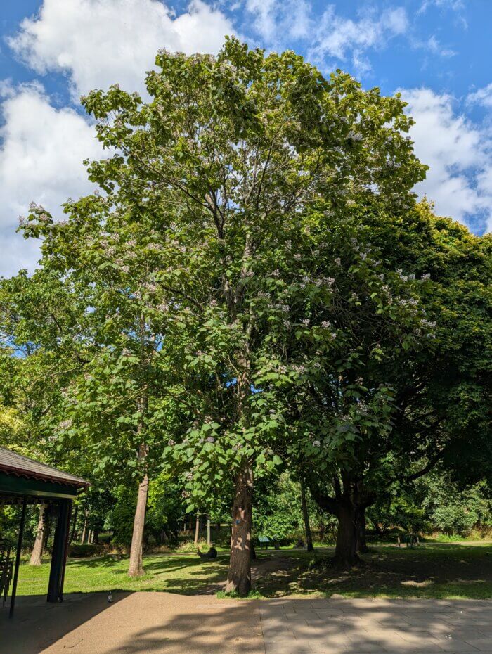catalpa erubescens tree on a sunny day
