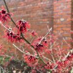 Head Gardener’s notes: January 2026
