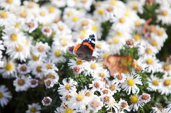 A red admiral butterfly on some daisies