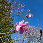 pink magnolia against a blue sky