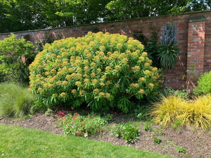 tall Euphorbia plant in flower amongst mixed planting