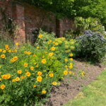 orange Geum flowers in the sunshine on a mixed border
