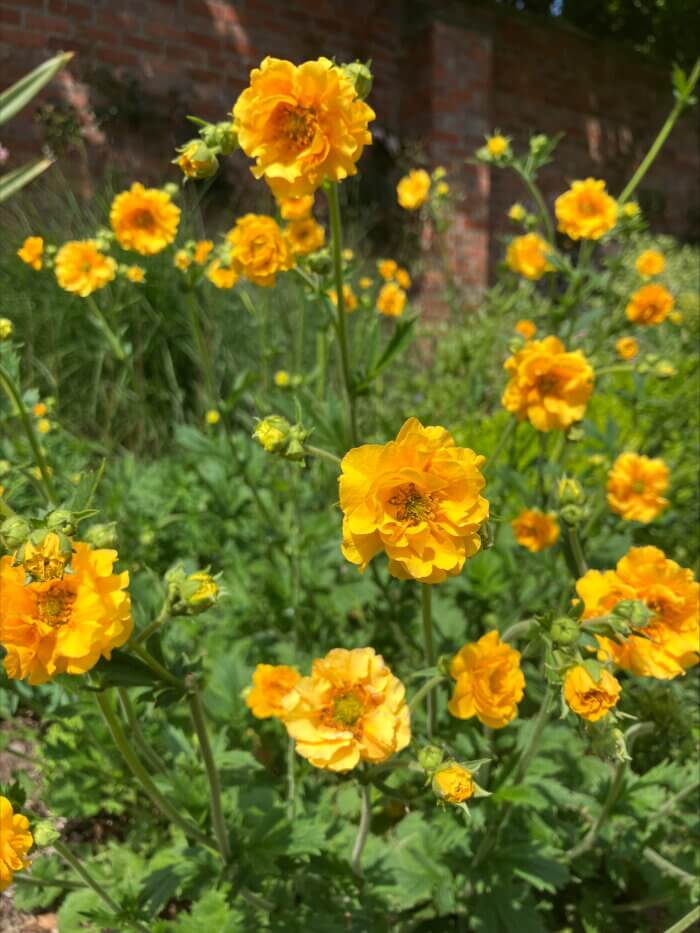 orange Geum flowers with green foliage on a bright day