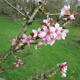 sargeants cherry