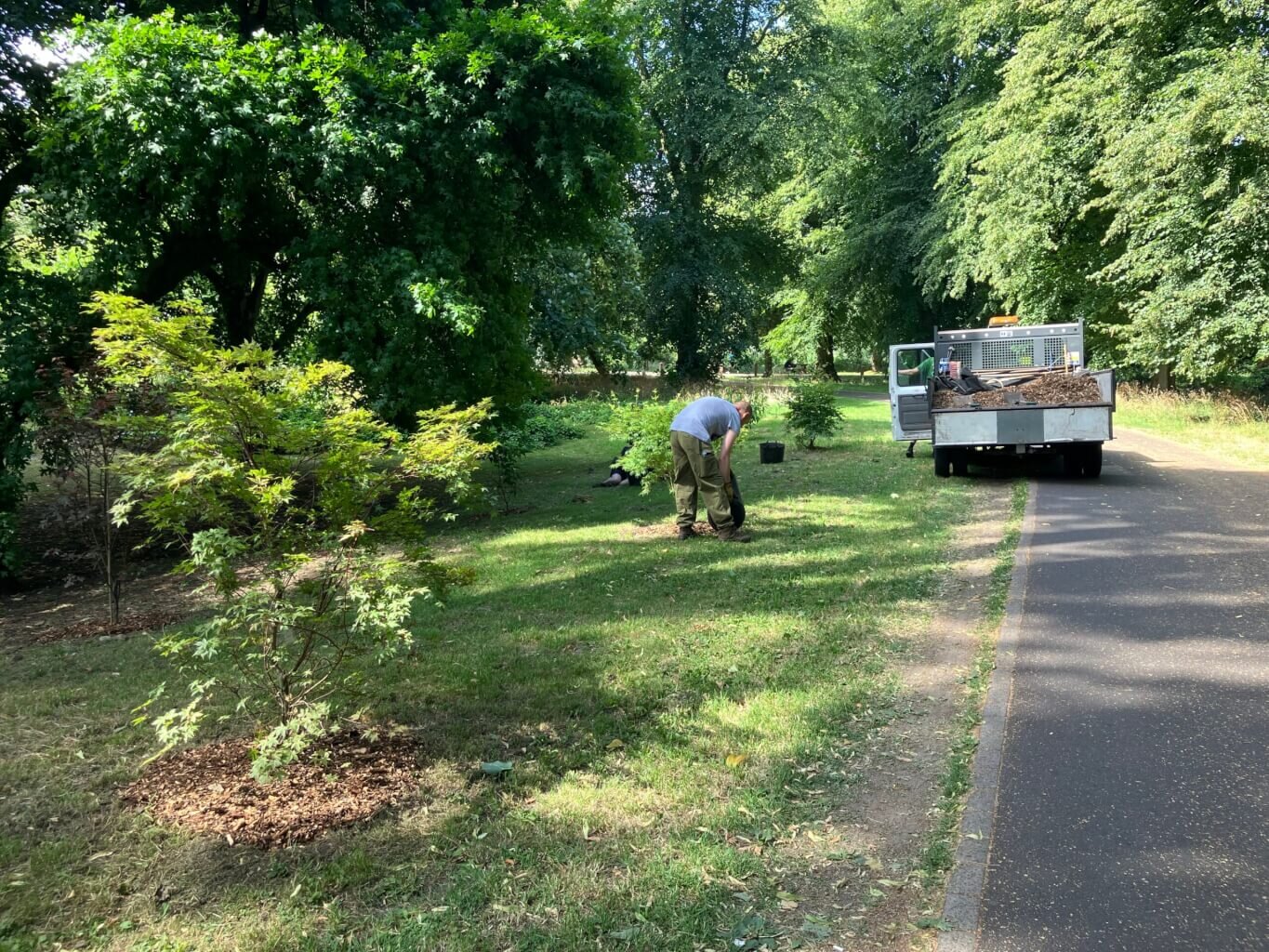 volunteers mulching July 2026 volunteers mulch young trees in Bute Park