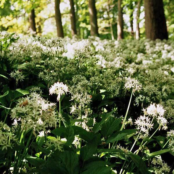 wild_garlic Some wild garlic growing in Bute Park